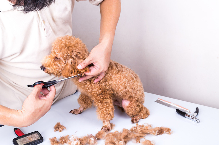 トリミング中のワンちゃん